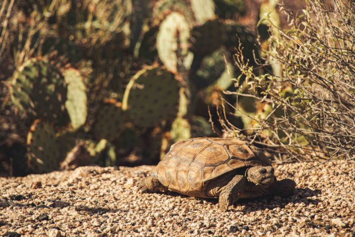 Saguaro park