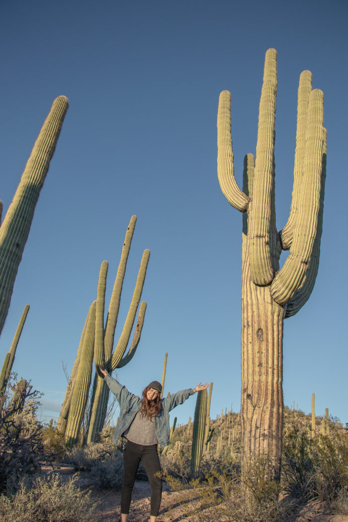 Giant cactus