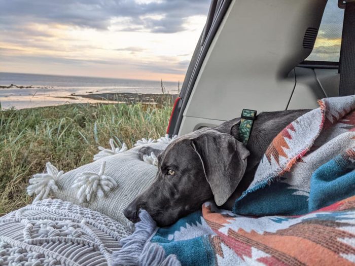 Conseils pour vivre la vanlife avec votre animal de compagnie
