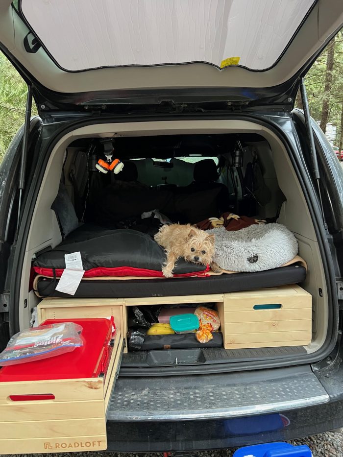 Conseils pour vivre la vanlife avec votre animal de compagnie