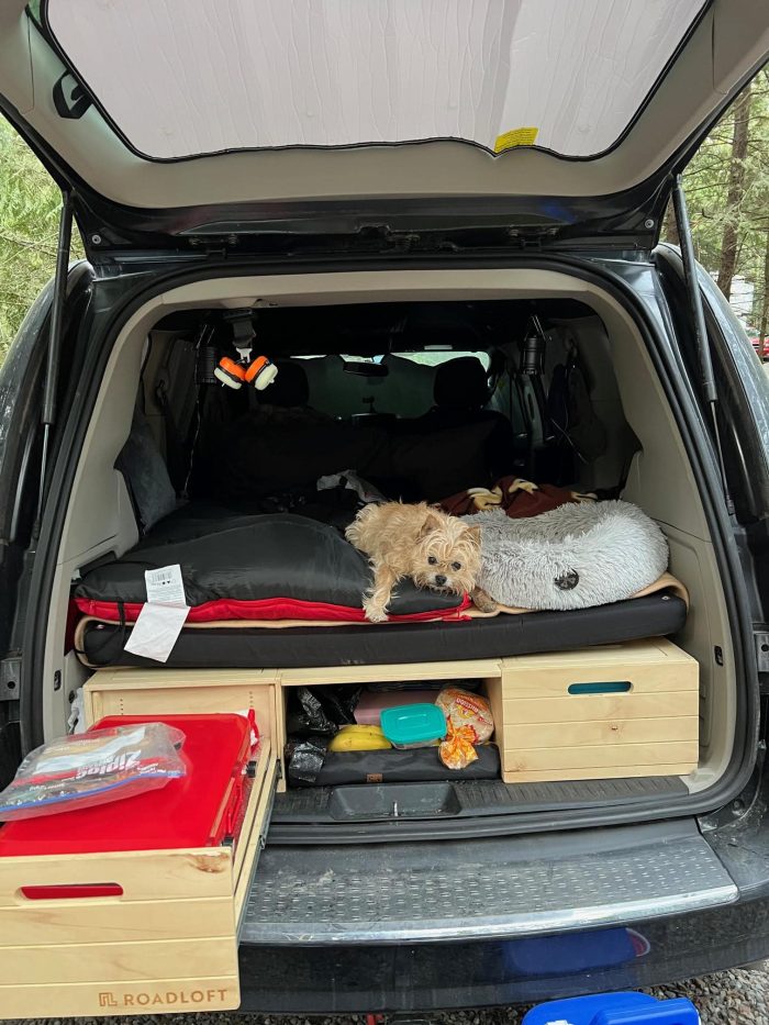 Conseils pour vivre la vanlife avec votre animal de compagnie