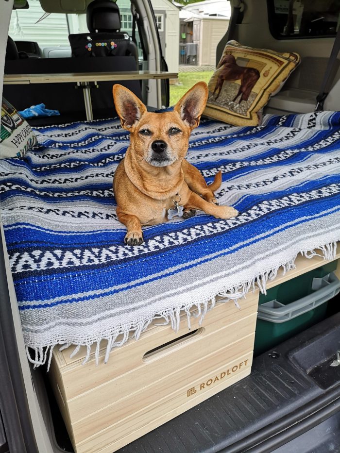 Conseils pour vivre la vanlife avec votre animal de compagnie