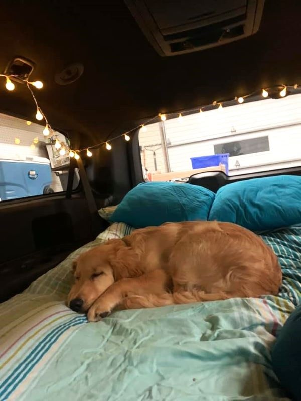 Conseils pour vivre la vanlife avec votre animal de compagnie