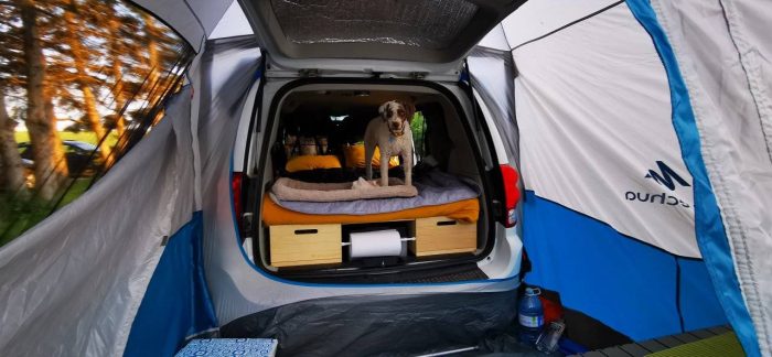 Conseils pour vivre la vanlife avec votre animal de compagnie